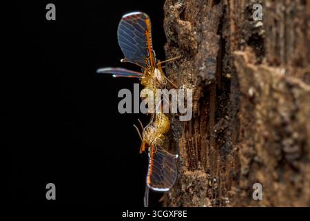 Une superbe photo macro capturant deux planthoppers derbid dans leur processus d'accouplement, perchés sur l'écorce d'arbre. Leurs ailes semi-transparentes, ornées de stri Banque D'Images