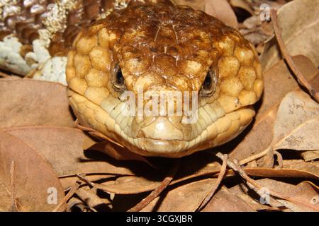 Tête de Tiliqua rugosa, le lézard à queue plate ou à dos de broussard occidental, en Australie occidentale, vue frontale Banque D'Images