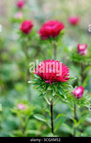 Gros plan vertical et flou d'une fleur d'aster rose dans un jardin, avec plus de fleurs dans l'arrière-plan flou. Banque D'Images