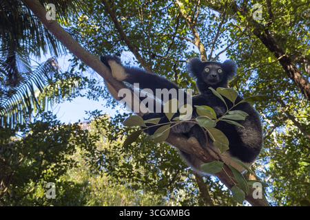 Indri indri, le plus grand lémurien, dans la forêt tropicale d'Andasibe, Madagascar. Espèce en danger critique d'extinction avec un pelage noir et blanc emblématique et des appels envoûtants. Banque D'Images