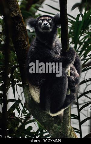 Indri indri, le plus grand lémurien, dans la forêt tropicale d'Andasibe, Madagascar. Espèce en danger critique d'extinction avec un pelage noir et blanc emblématique et des appels envoûtants. Banque D'Images