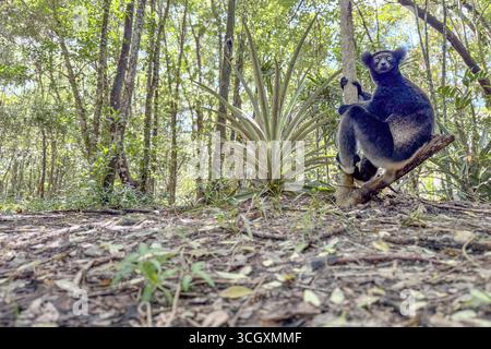 Indri indri, le plus grand lémurien, dans la forêt tropicale d'Andasibe, Madagascar. Espèce en danger critique d'extinction avec un pelage noir et blanc emblématique et des appels envoûtants. Banque D'Images