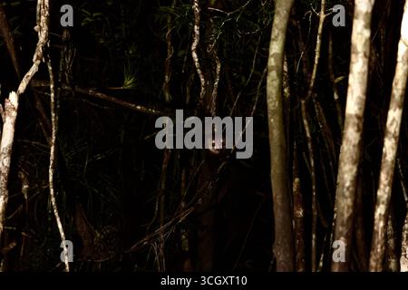Aye-aye lémurien dans la forêt tropicale d'Andasibe, Madagascar. Primate nocturne rare, menacé et insaisissable, endémique des forêts orientales de l’île. Banque D'Images