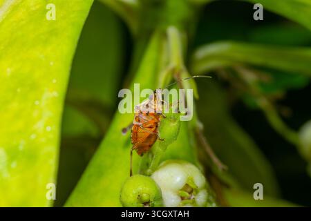 Une photo macro vibrante d'une nymphe puante orange accrochée à un bourgeon de fleur vert frais, capturée avec des détails complexes sur un doux et lisse Banque D'Images