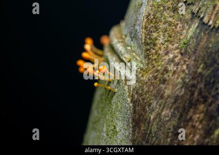 Une macro photographie détaillée montrant des corps vibrants de moisissure de boue jaune-orange émergeant de la surface texturée d'une tige de bambou. Tir contre Banque D'Images