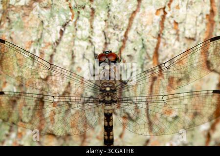 Une photo macro frappante d'une libellule (ordre Odonata) reposant sur l'écorce d'arbre texturée. L'image capture la venation complexe de sa transparence Banque D'Images