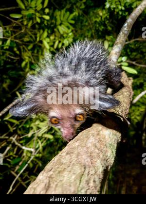 Aye-aye lémurien photographié la nuit avec une vitesse d'obturation lente dans la forêt tropicale d'Andasibe, Madagascar. Primate nocturne rare, en danger et insaisissable. Banque D'Images