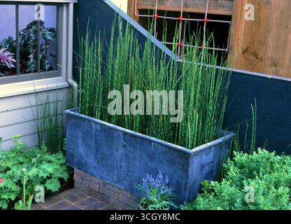 De hautes plantes vertes luxuriantes prospèrent dans une jardinière contemporaine, mettant en valeur l'extérieur d'une maison élégante avec une végétation vibrante. Banque D'Images
