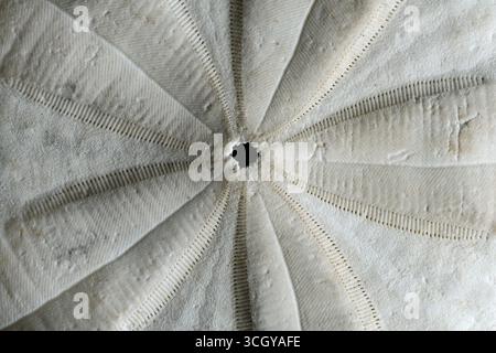 Gros plan d'un dollar de sable néo-zélandais (Clypeasteroida), un type d'oursin creusant, également connu sous le nom de biscuits de mer, biscuits de vivaneau, gâteaux de sable et gâteau Banque D'Images