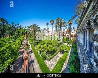 Émerveillez-vous devant la verdure luxuriante des jardins de l'Alcazar, avec la Galeria de los Grutescos et l'emblématique tour Giralda en arrière-plan. Banque D'Images
