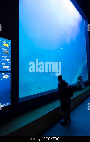 Visiteurs se tient devant l'aquarium d'affichage, grand aquarium, aquarium, musée océanographique allemand, monastère dominicain, Stralsund, Mecklenburg-We Banque D'Images