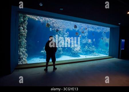 Visiteurs se tient devant l'aquarium d'affichage, grand aquarium, aquarium, musée océanographique allemand, monastère dominicain, Stralsund, Mecklenburg-We Banque D'Images
