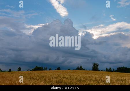 Nuages orageux sombres au-dessus du champ de blé. Panorama carré de deux photos 20 Banque D'Images