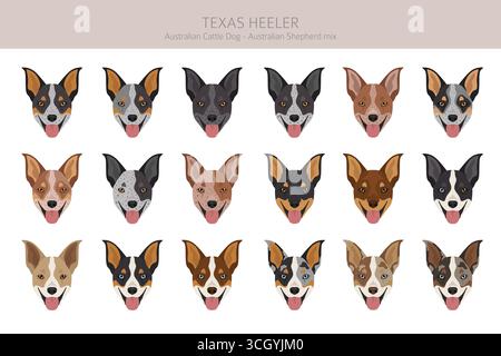Texas Heeler clipart. Chien de boucherie australien et berger australien assortis de différentes couleurs de pelage. Illustration vectorielle Illustration de Vecteur