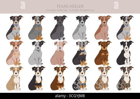 Texas Heeler clipart. Chien de boucherie australien et berger australien assortis de différentes couleurs de pelage. Illustration vectorielle Illustration de Vecteur