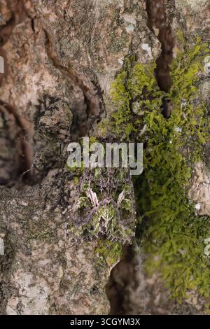 Orache Moth (Trachhea atriplicis) France août 2025 empilé Banque D'Images