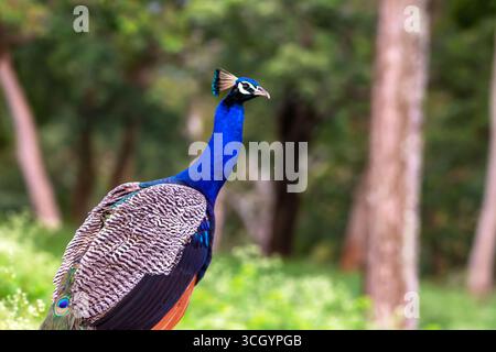 Paon indien (Pavo cristatus) présentant des plumes de queue vibrantes. Oiseau national de l'Inde, connu pour son plumage bleu irisé et sa danse de cour. Banque D'Images