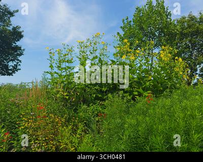 Un grand groupe de marguerites jaunes fleurit au-dessus des susans aux yeux noirs et d'autres fleurs dans un jardin naturel Banque D'Images