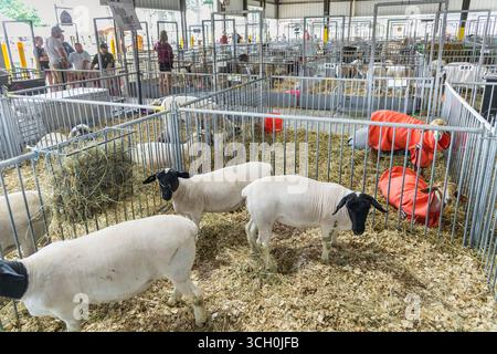 Animaux à la foire d'élevage de l'État du Delaware, Delaware États-Unis Banque D'Images