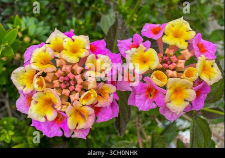 Gros plan de fleur de camara Lantana rose et jaune fleurie avec des pétales détaillés, nature et concept floral adapté au jardinage et à la décoration. Banque D'Images
