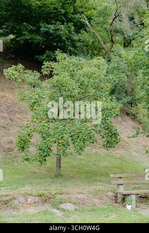 Vue panoramique d'un pommier plein de fruits mûrissants dans un jardin de campagne, avec un banc en bois et une petite plante en pot à proximité. Paisible rural Banque D'Images