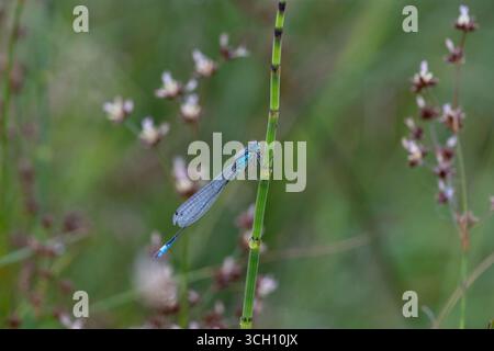 Lule à queue bleue (Ischnura elegans) sur prêle d'eau (Equisetum fluviatile) avec fond de ruée à fleurs aiguës (Juncus acutiflorus), Dumfri Banque D'Images