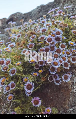 Niché à côté d'Anstruther, Cellardyke est un charmant vieux village de pêcheurs - port calme, chalets blanchis à la chaux, bassin de marée - et riche en patrimoine côtier. Banque D'Images