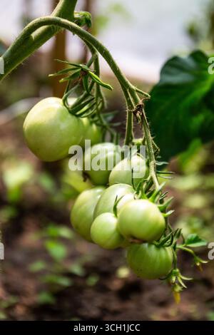 Grappe de tomates vertes non mûres et lourdes (Solanum lycopersicum) attachée à la vigne, poussant dans une serre, vue rapprochée. Banque D'Images