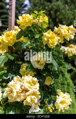 Arbuste rose jaune vif (variété Rosa Sun Flare, Sunsprite) avec plusieurs têtes de fleurs de rose jaune vif fleurissant dans le jardin. Banque D'Images