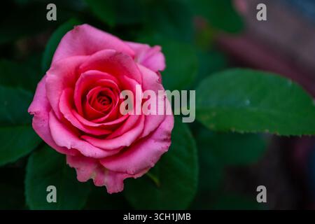 Rose Hybrid Tea rose en fleur, vue de dessus d'une seule tête de fleur entourée de feuilles vertes, espace de copie. Banque D'Images