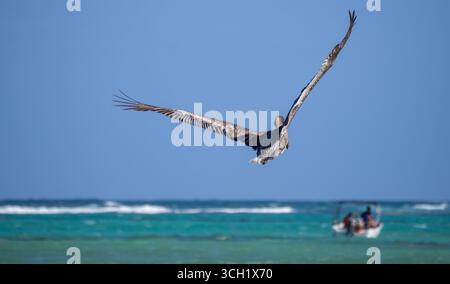 Un grand pélican, capturé à mi-vol avec des ailes entièrement étendues au-dessus d'un océan turquoise. L'oiseau vole vers l'horizon, avec un bateau de plongée Banque D'Images
