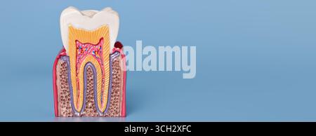 Gros plan d'un modèle de dent anatomique montrant la structure saine de l'émail, de la dentine, de la pulpe et des racines sur fond bleu. Banque D'Images