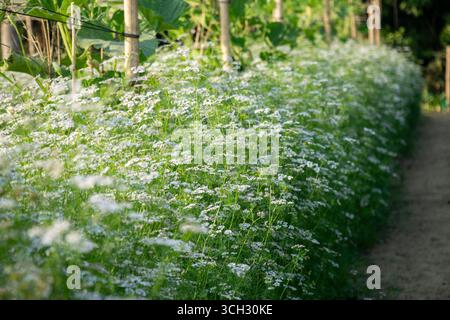 Fleurs de coriandre ou de coriandre, une vue commune dans les champs l'herbe est cultivée pour ses graines. Les fleurs sont petites et délicates, en grappes à dessus plat kn Banque D'Images