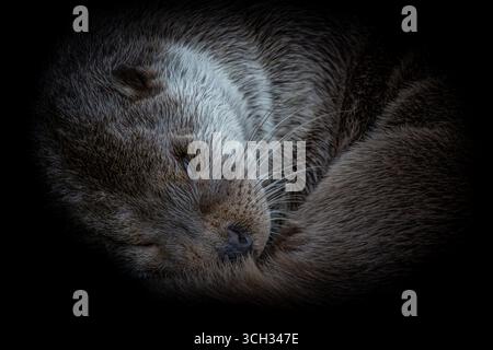 Loutre européenne dans le parc naturel de Lelystad Banque D'Images