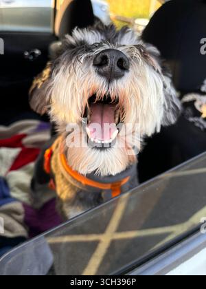 Un chien schnauzer miniature heureux avec une barbe moelleuse et la bouche ouverte, semblant sourire tout en se penchant par une fenêtre de voiture par une journée ensoleillée. Banque D'Images