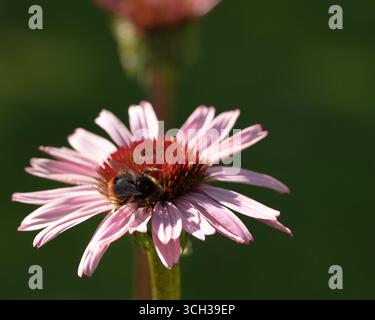Bourdon est assis sur une fleur dans le jardin et suce le nectar d'un coneflower violet oriental. Été. Banque D'Images