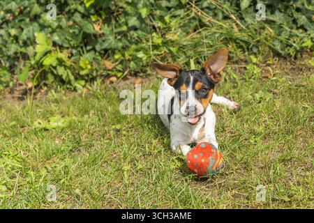 Un petit chiot Jack Russell avec son jouet Banque D'Images