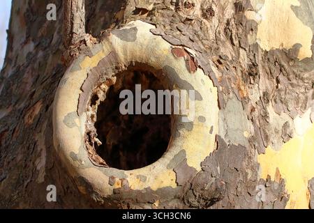 Vue détaillée d'un tronc d'arbre avec une cavité circulaire naturelle. Banque D'Images