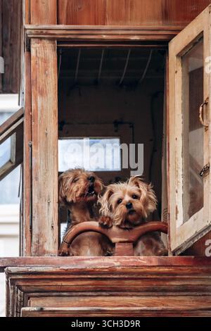 Deux chiens donnant sur un balcon en bois maltais traditionnel avec fenêtres ouvertes Banque D'Images