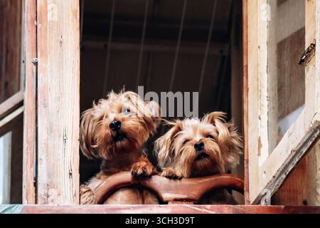 Deux chiens donnant sur un balcon en bois maltais traditionnel avec fenêtres ouvertes Banque D'Images