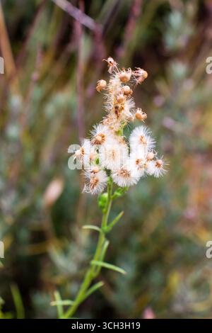 Gros plan de fleur blanche pelucheuse sur fond vert flou Banque D'Images