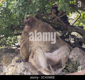 Singes macaques barbares sur le territoire britannique d'outre-mer de Gibraltar Banque D'Images