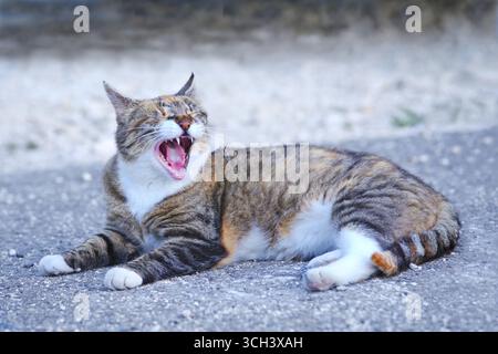 Chat drôle couché à l'arrière-cour et bâille avec la bouche ouverte. Banque D'Images