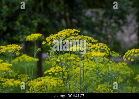 Fond avec des parapluies à aneth. Plante de jardin. Aneth parfumé sur le jardin. Aneth (Anethum graveolens) dans le jardin. Banque D'Images