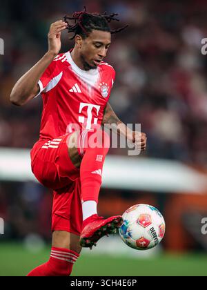 AUGSBOURG, ALLEMAGNE - AOÛT 30 : Michael Olise du FC Bayern Muenchen court avec le ballon lors du match de Bundesliga entre le FC Augsbourg et le FC Bayern München à la WWK-Arena le 30 août 2025 à Augsbourg, Allemagne. © diebilderwelt / Alamy Stock Banque D'Images