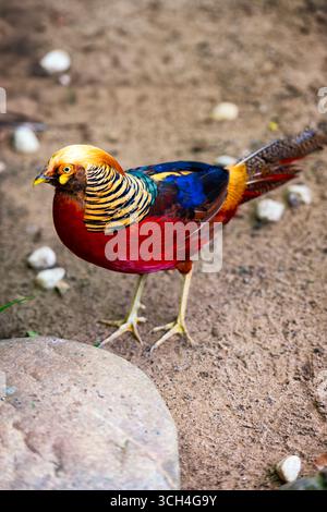 Gros plan d'un faisan doré vibrant (Chrysolophus pictus) avec un plumage rouge vif, jaune et bleu debout sur le sol. Une espèce d'oiseau frappante Banque D'Images