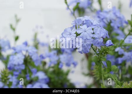 Fleurs bleues de Plumbago auriculata poussant dans une serre. ROYAUME-UNI. Aussi appelé Cape plomb wort, Banque D'Images