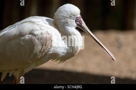 La cuillère africaine (Platalea alba), échassier à longues pattes de la famille des ibis et des cuillères Threskiornithidae. Banque D'Images