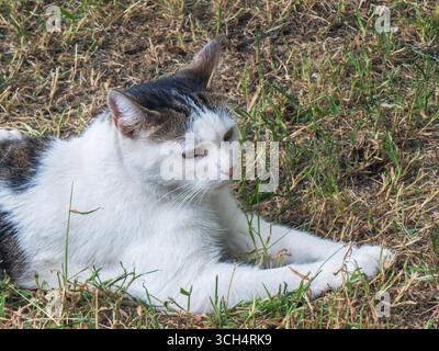 Chat blanc et brun mignon se prélassant sur l'herbe luxuriante d'un jardin, profitant du soleil tout en profitant d'un moment paisible de détente et de tranquillité sur Banque D'Images
