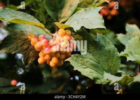 Grappes lumineuses de baies de viburnum rouge poussant sur le Bush en gros plan dans la nature Banque D'Images